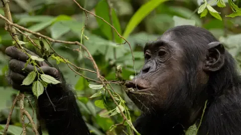 Wild Chimps Drinking an Amount Equal of an Alcoholic Beverage Per Day from Ripe Fruits, Investigation Shows