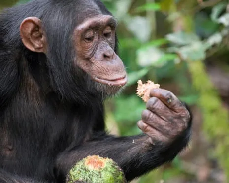 Wild Chimps Ingest Daily Ethanol Comparable to a Lager from Fermented Figs